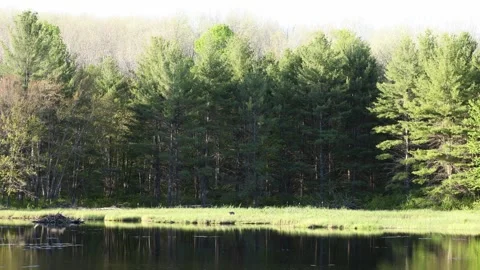 Wide angle of deer walking in swamp at ponds edge Stock-Footage 310610842