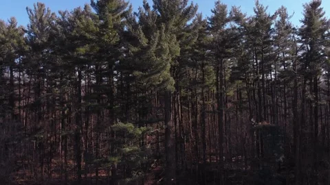Wide angle descending drone shot of majestic pine forest Stock Footage 147988657