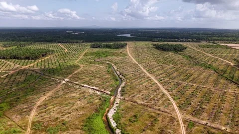 Wide-angle drone shot reveals orderly crop rows Stock Footage 333038643
