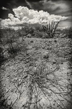 Wide Angle of Dry Shrub Stock Photos