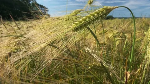 Wide angle ears of wheat swaying from the gentle wind Stock Footage 198375549