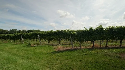 Wide angle establishing shot of chardonnay vineyard. Panning shot. Stock Footage 116447713