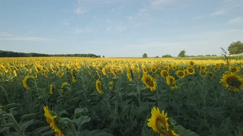 Wide angle establishing shot of a massive sunflower field in the countryside. Stock Footage 114399021