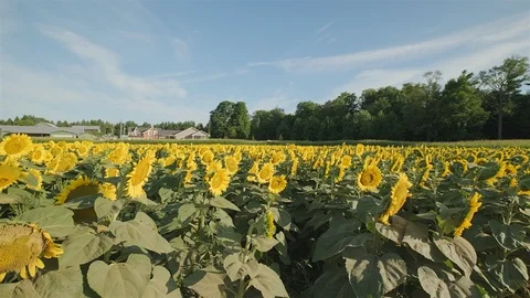 Wide angle establishing shot of a massive sunflower field in the countryside. Stock Footage 114399392