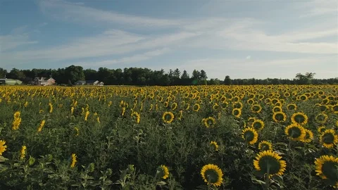 Wide angle establishing shot of a massive sunflower field in the countryside. Stock Footage 114399579