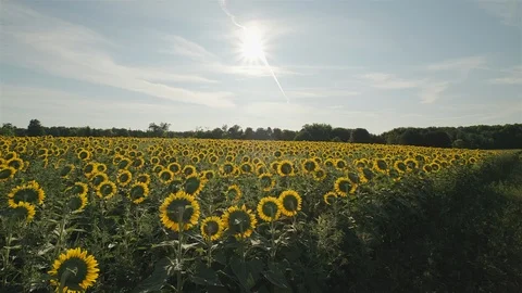 Wide angle establishing shot of a massive sunflower field in the countryside. Stock Footage 114400190