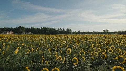 Wide angle establishing shot of a massive sunflower field in the countryside. Stock Footage 114400716