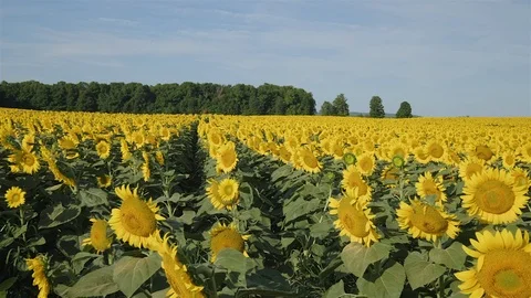 Wide angle establishing shot of a massive sunflower field in the countryside. Stock Footage 114400788