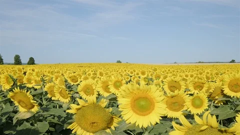 Wide angle establishing shot of a massive sunflower field in the countryside. Stock Footage 114401175