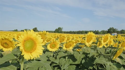 Wide angle establishing shot of a massive sunflower field in the countryside. Stock Footage 114401588