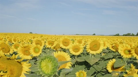 Wide angle establishing shot of a massive sunflower field in the countryside. Stock Footage 114401946