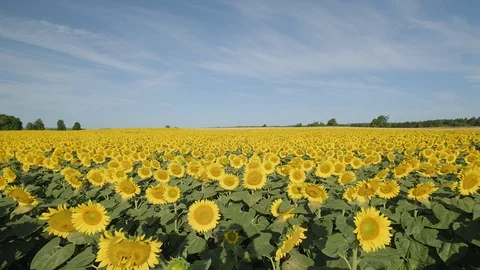 Wide angle establishing shot of a massive sunflower field in the countryside. Stock Footage 114402001