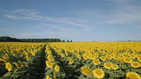 Wide angle establishing shot of a massive sunflower field in the countryside. Stock Footage 114402902