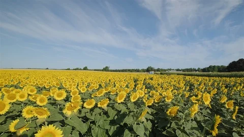 Wide angle establishing shot of a massive sunflower field in the countryside. Stock Footage 114403189