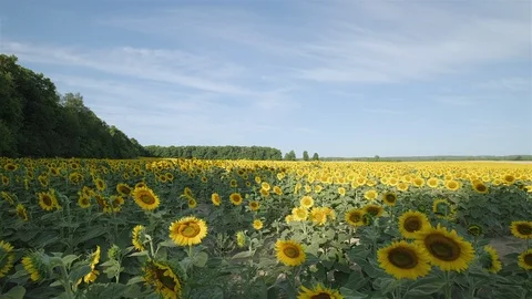 Wide angle establishing shot of a massive sunflower field in the countryside. Stock Footage 114403615