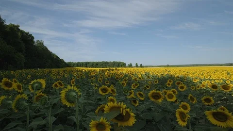 Wide angle establishing shot of a massive sunflower field in the countryside. Stock Footage 114404422