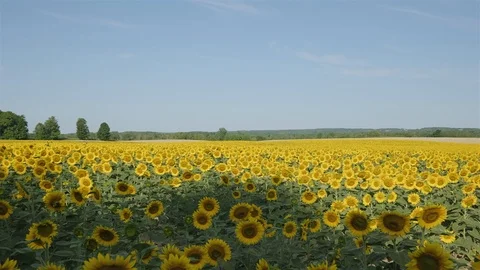 Wide angle establishing shot of a massive sunflower field in the countryside. Stock Footage 114404480