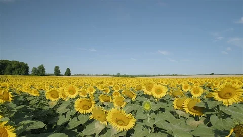 Wide angle establishing shot of a massive sunflower field in the countryside. Stock Footage 114405200