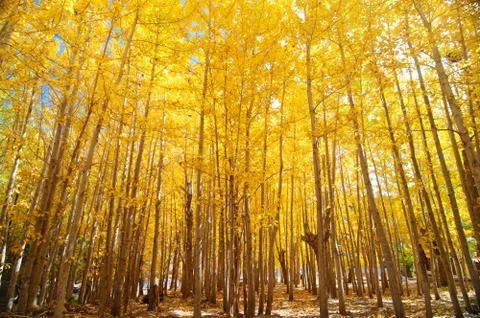 Wide angle fall aspen trees Stock Photos