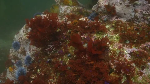 Wide Angle of Fish Hiding Between Sea Urchins and Sea Plants on Coral - Carmel, Video stock 114140103