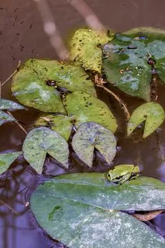 Wide angle focus composite of a dotted green tree frog in a water lily pond,  Stockfoto's