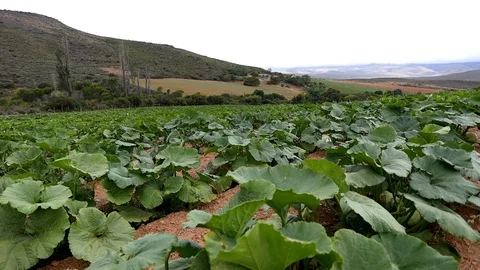 Wide angle footage of a pumpkin patch on a farm in South Africa 库存影片 104480886