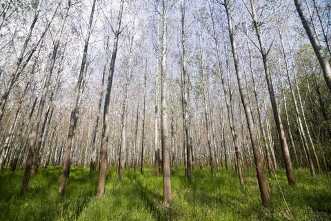 Wide angle forest Stock Photos