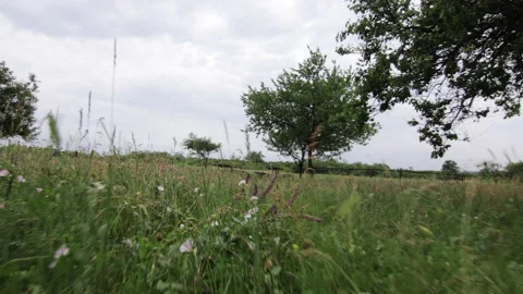 Wide angle gimbal shot of tree 4K Stock-Footage 172310933