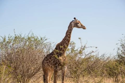Wide angle of giraffe Foto stock
