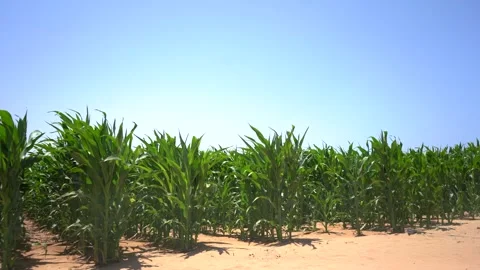 Wide Angle of Green Cornfield Stalks Growing Under a Clear Blue Sky Vídeos de archivo 334173591