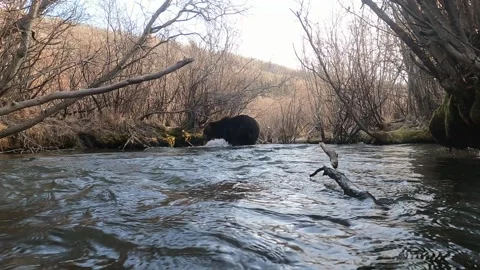 Wide angle Grizzly bear fishing for salmon Stock Footage 233486953