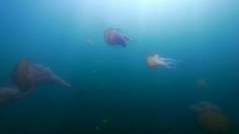 Wide Angle of A Group of Jellyfish Moving Their Bodies and Tentacles Through the Stock Footage 114103832
