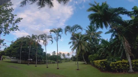 Wide angle handhold still look up from grass land bush vegetation to top of coco Stock Footage 258440180