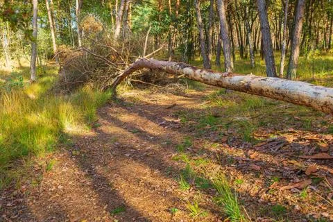 Wide angle image of a beautiful forest in Fall season with sunlight passing t Stock Photos
