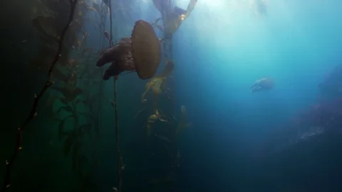 Wide Angle of Jellyfish Floating Around Seaweed and Coral - Monterey, CA Stock Footage 114103111