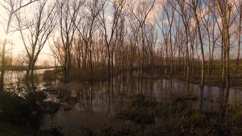 Wide angle landscape time-lapse, the trees in the swamp Video stock 88398431