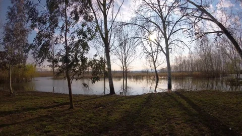 Wide angle landscape time-lapse, the trees in the swamp Vidéo 88430700