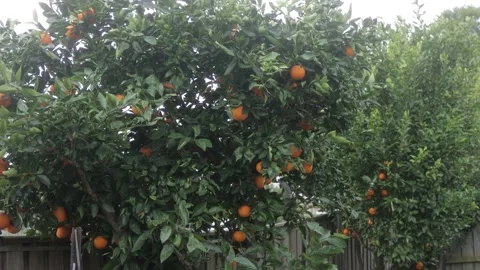 Wide angle of large orange tree growing in garden forest Stock Footage 157080915