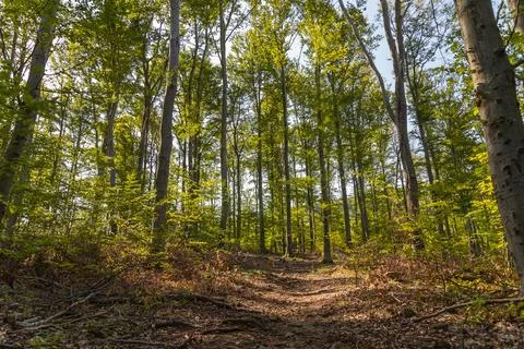 Wide angle lens image from trees in the forest Stock Photos