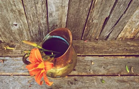 Wide angle lily. Stock Photos
