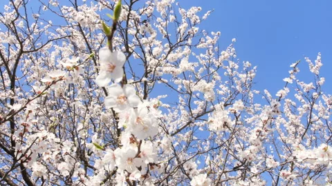 A wide angle looking up shot of a flowering apricot tree covered with fresh Stock Footage 89902461