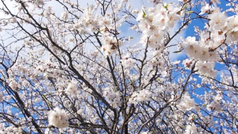 A wide angle looking up shot of a flowering apricot tree covered with fresh 스톡 동영상 89902704