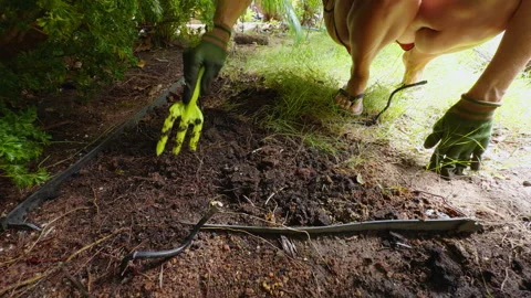 Wide Angle Low View of a Woman Loosening Dark Soil with a Green Hand Cultivator Stock Footage 340253342