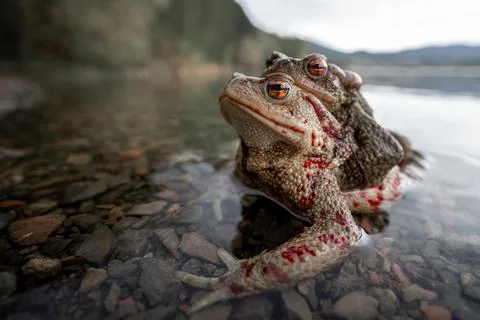 Wide angle macro shot of mating European toads (Bufo bufo) 스톡 사진