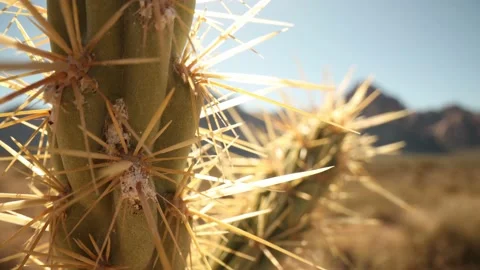 Wide Angle Macro View Of Prickly Cactus In Southwest US Stock-Footage 232179915