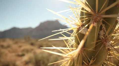 Wide Angle Macro View Rising To Top Of Cactus In Southwest US Vídeo Stock 232179926