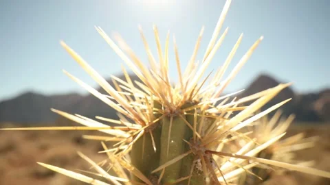 Wide Angle Macro View Tracking By Top Of Cactus In Southwest US Lens Flare Stock-Footage 232179929