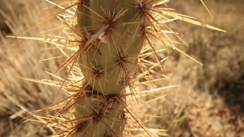 Wide Angle Macro View Tracking Down To Base Of Cactus In Southwest US Vídeo Stock 232179946