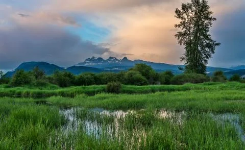 Wide angle of marsh in foreground and background mountains Foto stock