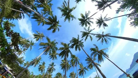 Wide angle of moving through windy coconut trees, leaf, sunray and blue sky Stock Footage 269297228